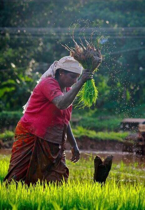 woman farmer in a paddy field