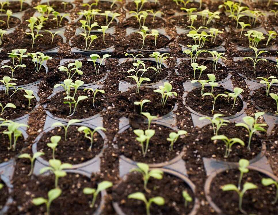 green farm with spinach sprouts